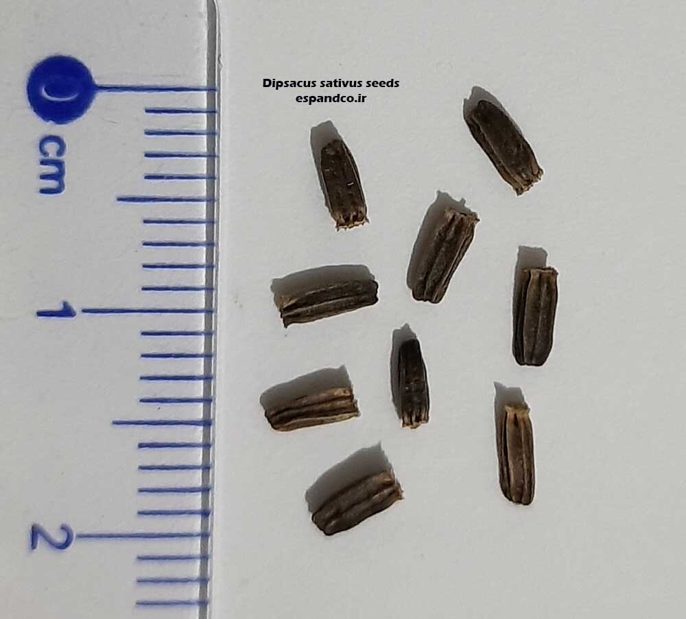 Dipsacus sativus seeds